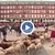 Хиляди овце преминаха по улиците на Мадрид