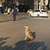 Бездомно куче посрещна новите депутати Бездомно куче посрещна новите депутати