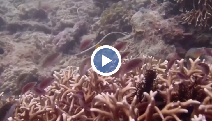 Котвите на лодките и многобройните гмуркачи са част от заплахите за коралите