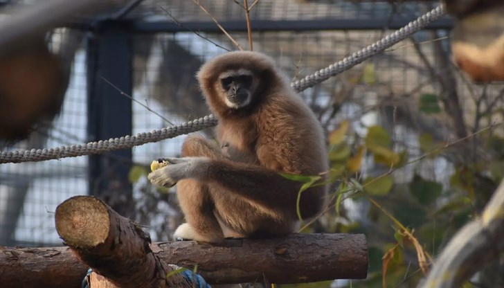 По първоначална информация детето е преминало загражденията и животното е реагирало