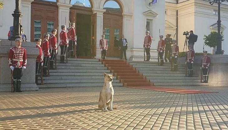 Служебният премиер Гълъб Донев дори погали животното преди да влезе в парламента
