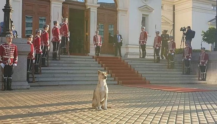 Избиратели предложиха кучето, което вчера цял ден стоя пред сградата на Народното събрание, да заеме най-обсъждания пост в държавата