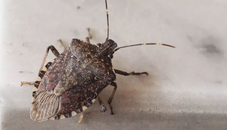 Ентомолог: Тези насекоми не са опасни и дори не търсят контакт с човека Ентомолог: Тези насекоми не са опасни и дори не търсят контакт с човека