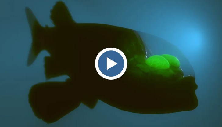 Тя се среща там, където светлината не може да достигне