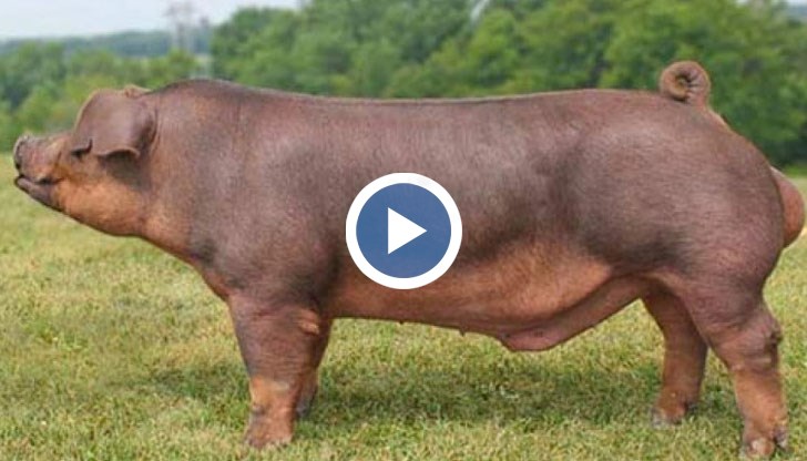 Новата кръстоска порода ще бъде разработена с Ветеринарномедицинския факултет на Тракийския университет