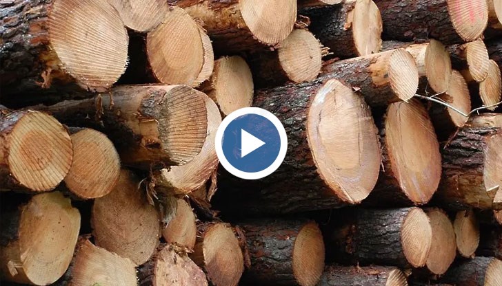 От горския сектор призовават гражданите да сигнализират при съмнения за незаконна дървесина