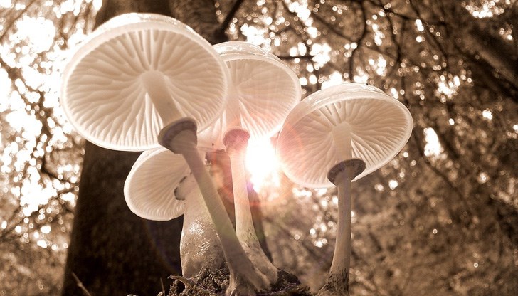 Ще бъде топло за периода Ще бъде топло за периода