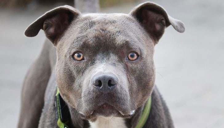 Полицията разследва сигнал за куче убито от друго куче вчера в Русе Полицията разследва сигнал за куче убито от друго куче вчера в Русе