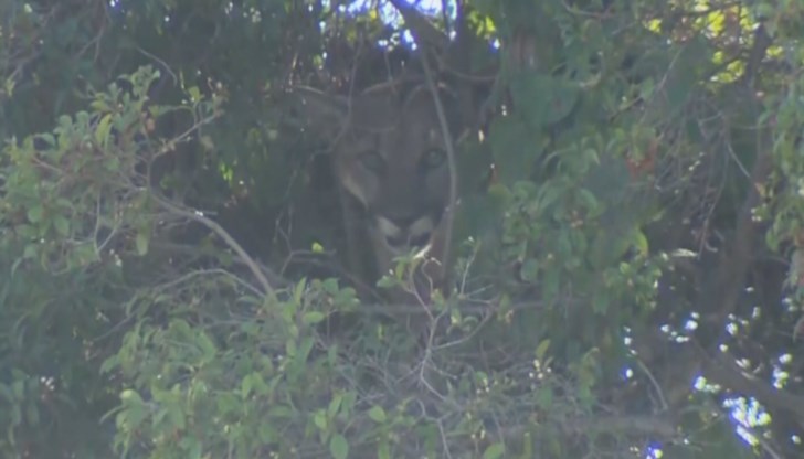 Зрелищна акция по залавянето на пума организираха властите в американския щат Калифорния