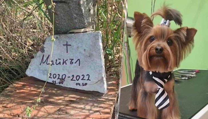 Отрова, разпръсната пред блок, уби малко куче в Русе