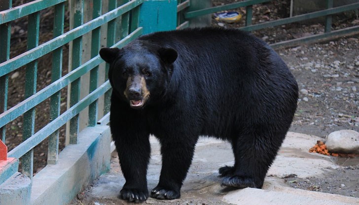 Хранителният режим с високо съдържание на протеини бавни ги убива, заяви професор Чарлз Робинс