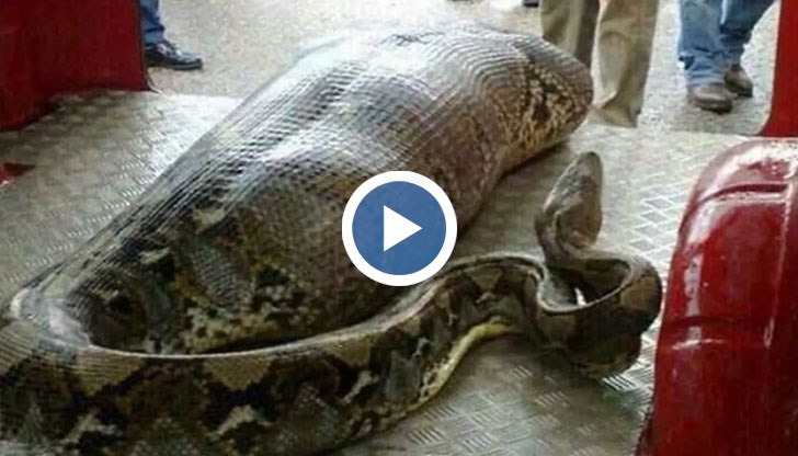 Змията е била с дължина над пет метра