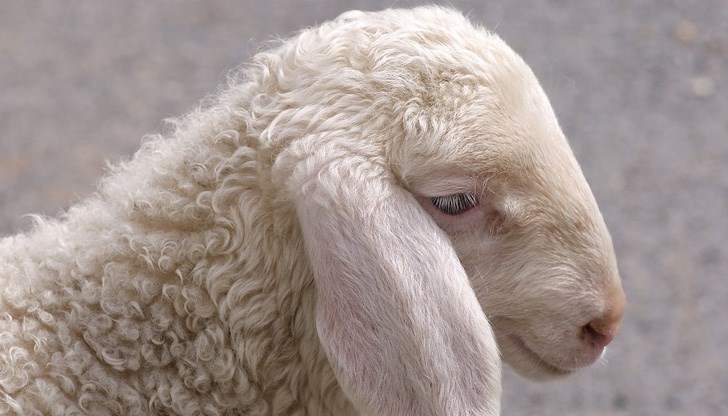 В големите търговски вериги няма предлагане на цяло агне В големите търговски вериги няма предлагане на цяло агне