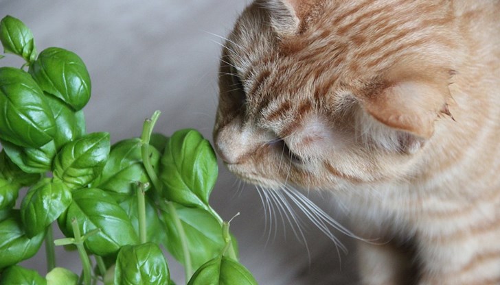 Някои растения у дома или ежедневни за хората хранителни продукти могат да бъдат отровни или силно влиящи на здравето на котето