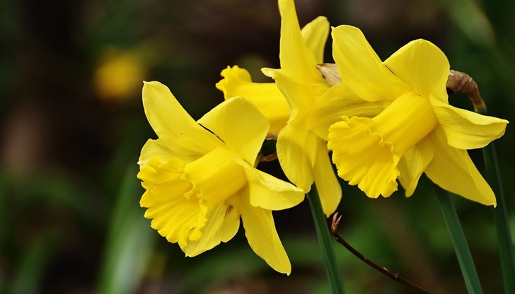 В началото на пролетта красивите им цветове ще украсят градината ви с пъстър килим