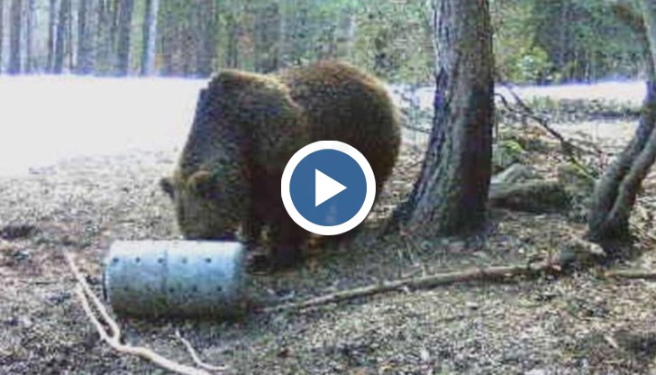 Вече има и разрешение за отстрел на една от тях