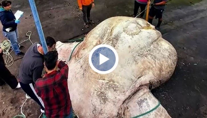 Огромната риба луна тежи 3 тона