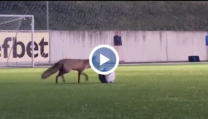 Забавно видео е публикувано на страницата на разградския футболен клуб "Лудогорец"