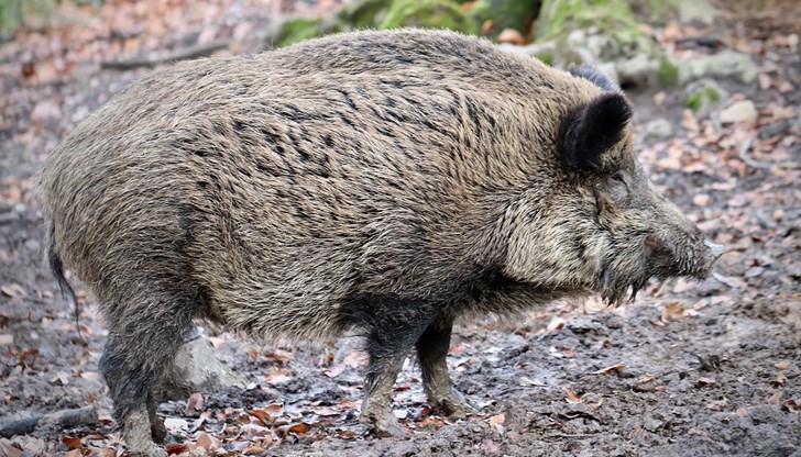 С точни попадения са се записали ловците от Могилино, Помен, Ценово, Караманово, Кацелово и Широково С точни попадения са се записали ловците от Могилино, Помен, Ценово, Караманово, Кацелово и Широково