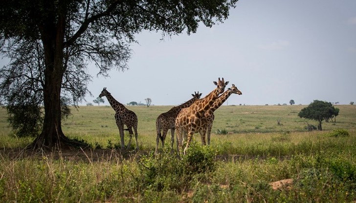 Жирафите обикновено не нападат хора