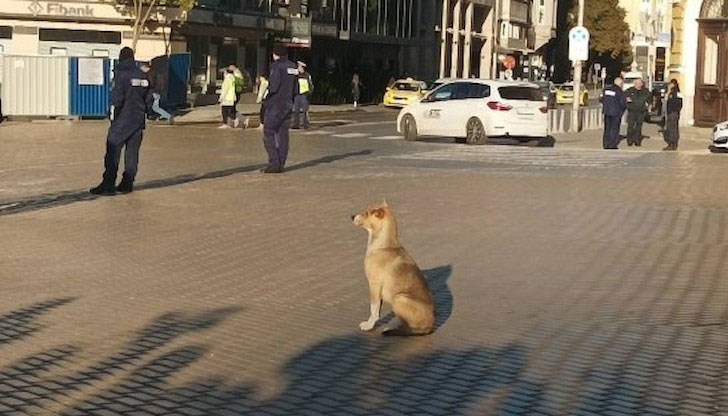 Животното привлече интереса на журналистите, полицаите и дори това на служебния премиер Гълъб Донев