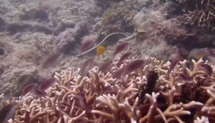 Котвите на лодките и многобройните гмуркачи са част от заплахите