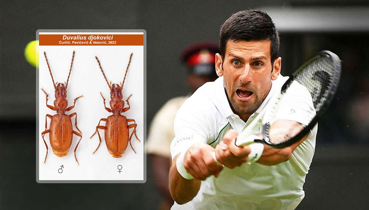 Насекомото бе открито преди няколко години в подземна яма в