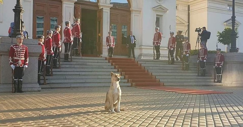 Интересът към кучето, което вчера цял ден стоя пред сградата на