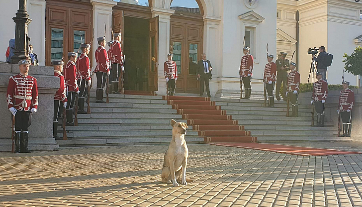 Кучето живее в Студентски град и редовно пътува до центъра