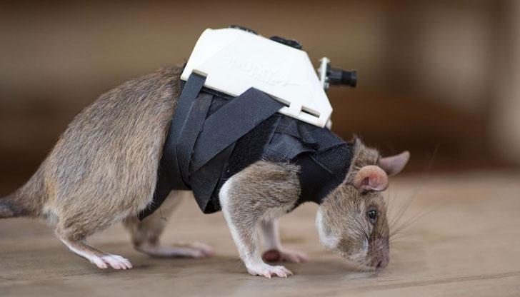 Гризачите носят раница, която е оборудвана с видеокамера, двупосочен микрофон