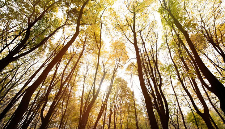 Минималните температури ще бъдат между 0 и 13°, а максималните