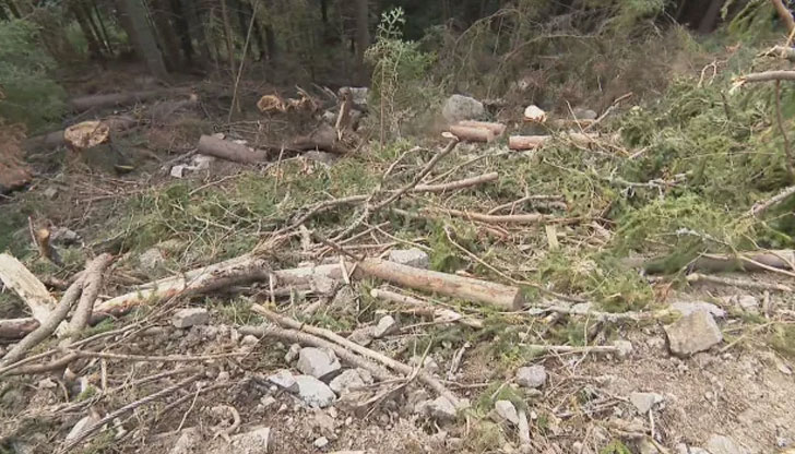 Ще предприемат ли мерки институциите?Сигнал за незаконна сеч в района