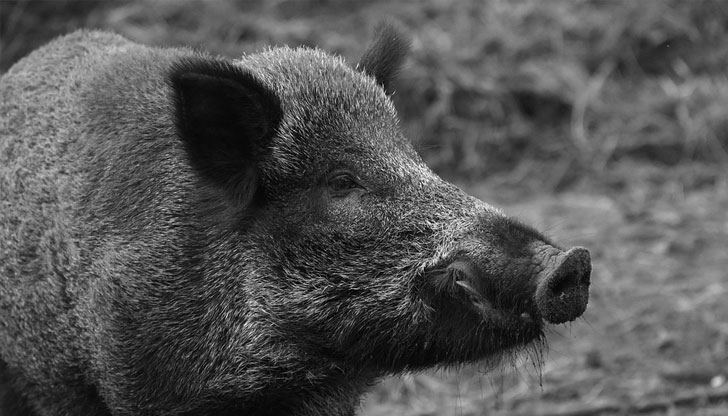 Пробите за установяване на вируса са взети в рамките на