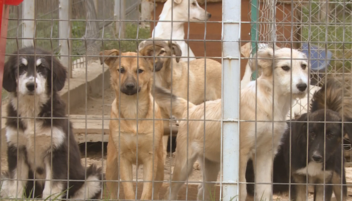 Близо 500 кучета са осиновени от Общинския приют за животни