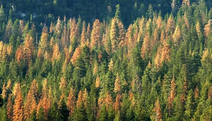 Държавно ловно стопанство Дунав“ – Русе е залесило 213 декара Северноцентрално държавно