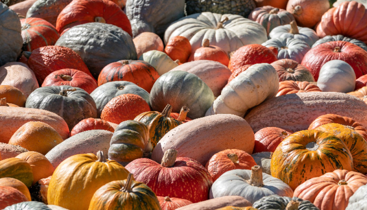 В съботния ден ще има празничен концерт с участие на