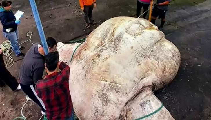 Огромната риба луна тежи 3 тонаОткриха най-тежката костна риба в