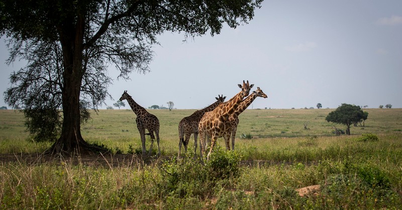 Жирафите обикновено не нападат хораЖираф уби 16-месечно бебе при нападение
