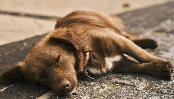 Служители на РУ - Две могили изясняват сигнал за отровени животни в