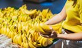 Бананите скачат до 4 лева за килограм по Коледа