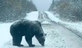 Забавно видео на мечка в Родопите се превърна във фалшива новина