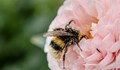 Изкуствените торове пречат на пчелите да разпознават цветята