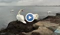 Десетки лебеди се превърнаха в атракция на брега на Поморие