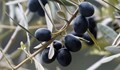 Зареждат над 200 самолета в Испания с гориво от маслинови костилки