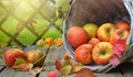 5 промени в тялото, ако започнете да ядете редовно ябълки
