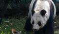 В Мексико живее последната панда в Латинска Америка