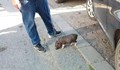 Столичанин изведе мини прасенце на разходка