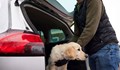 Стопани на изчезнали домашни любимци подозират трафик на кучета от България за Западна Европа