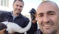 Двама русенци спасиха лебед