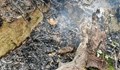 Вековен дъб изгоря в парка на сливенското село Самуилово